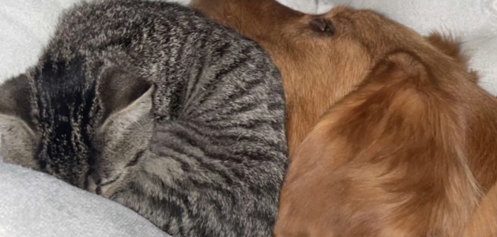 眠る犬と猫