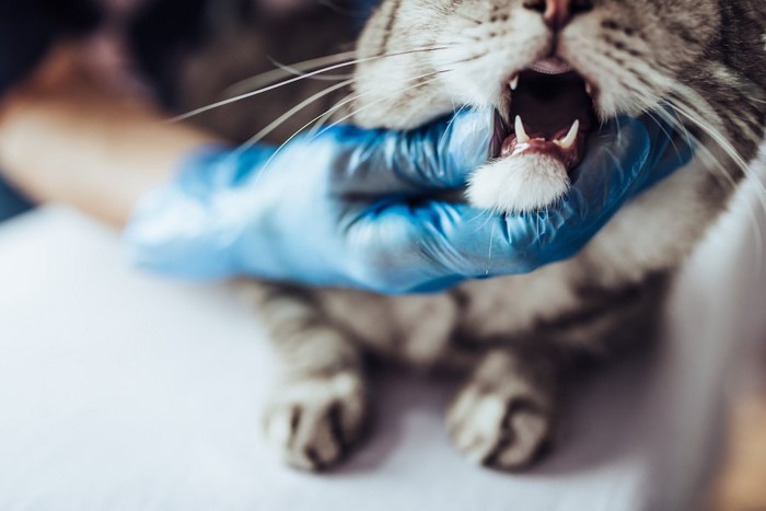 病院で口を診察される猫
