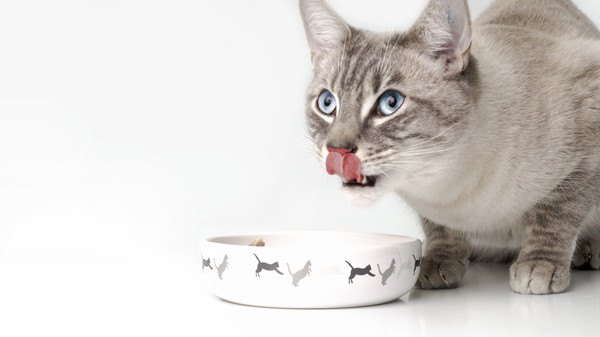 ご飯を食べて舌なめずりの猫