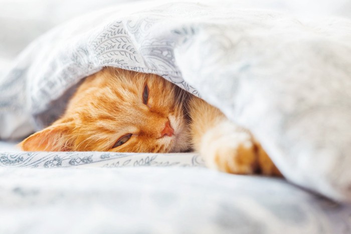 布団から顔を出して寝る猫
