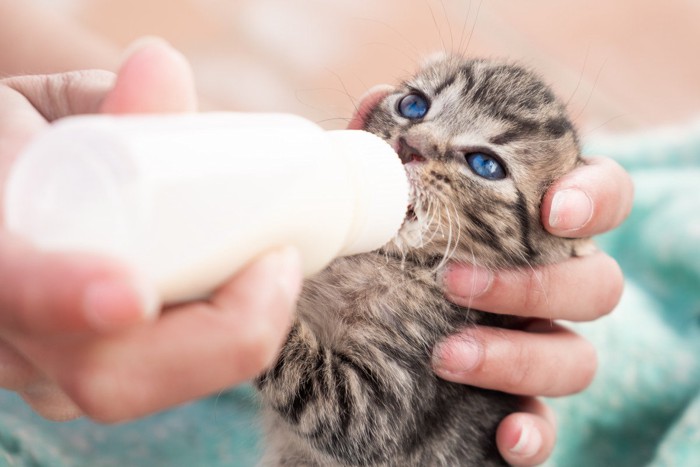 子猫にミルクを飲ませる