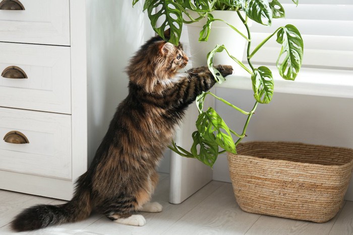 観葉植物に触れる猫