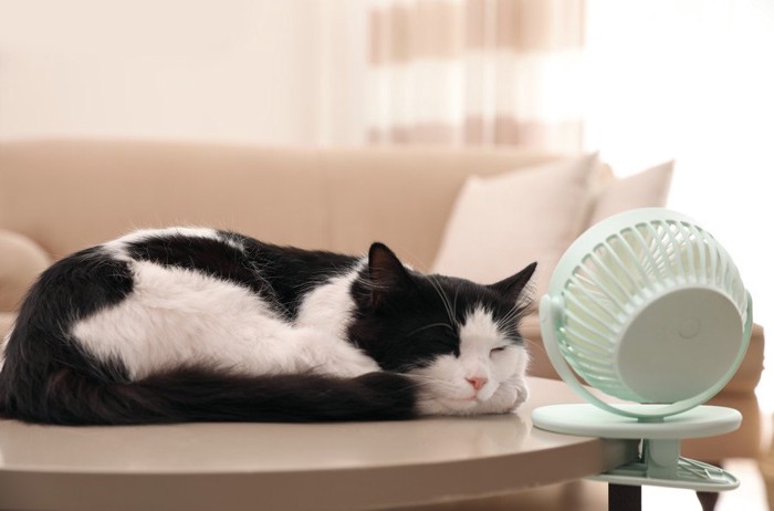 ミニ扇風機の前で寝ている猫