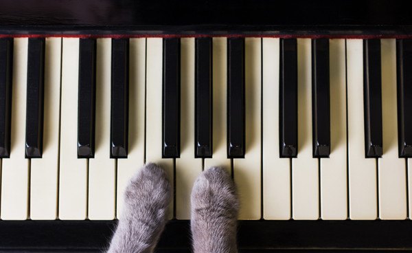 ピアノの鍵盤と猫の手
