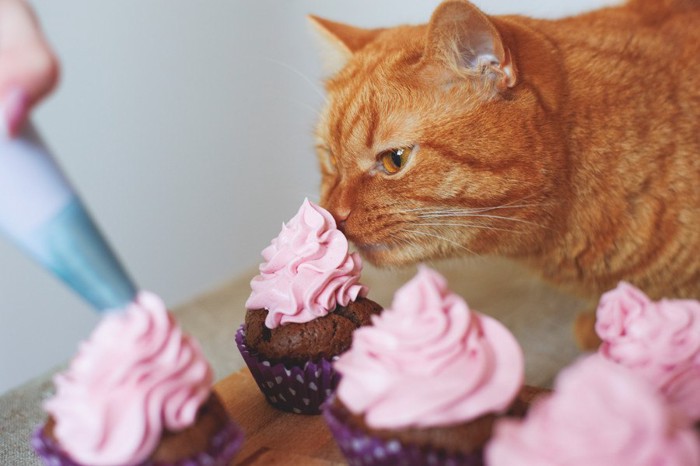 カップケーキに近く猫