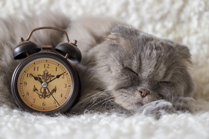 長毛種の猫と時計