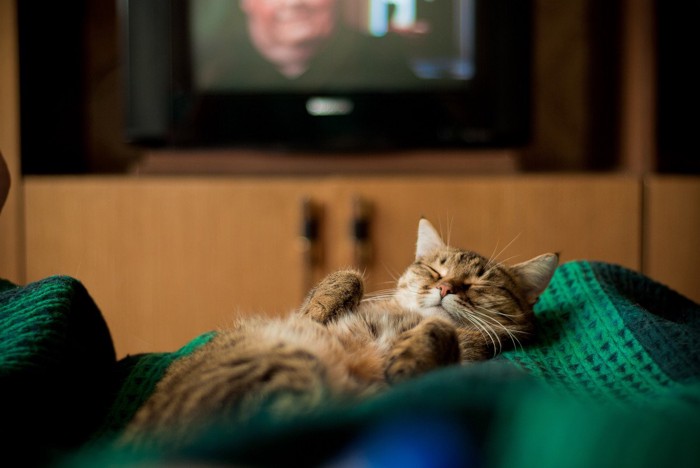TVから離れた場所で眠る猫