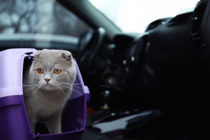 車で移動する猫