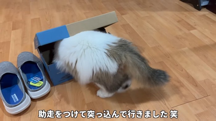 箱に上半身が入った猫