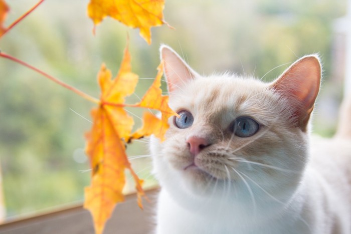 秋を感じる猫