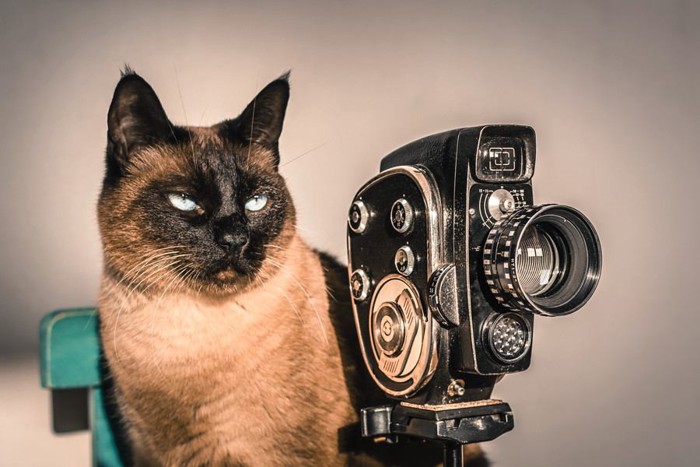猫と古いカメラ