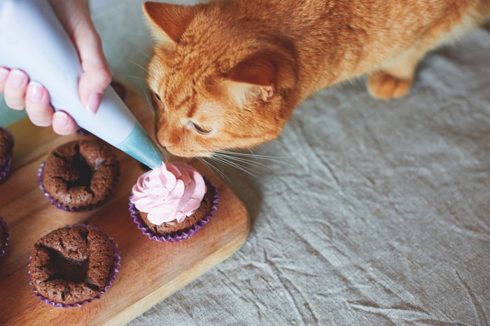 ケーキと猫の写真