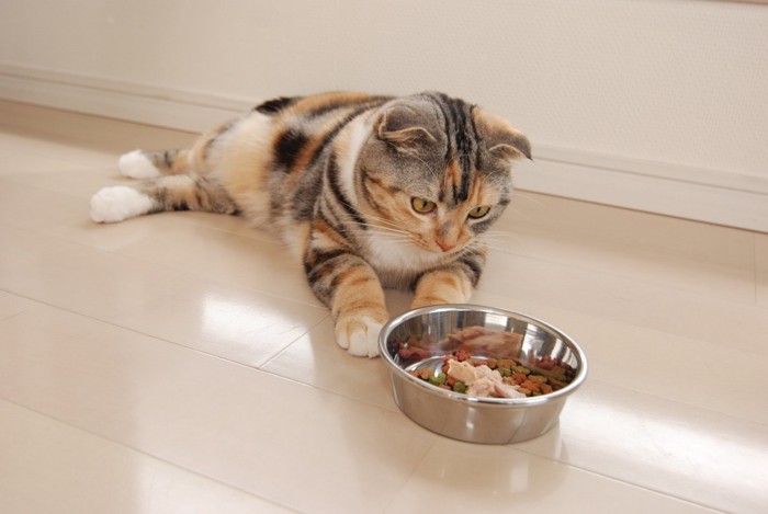 お皿の前で横たわる猫