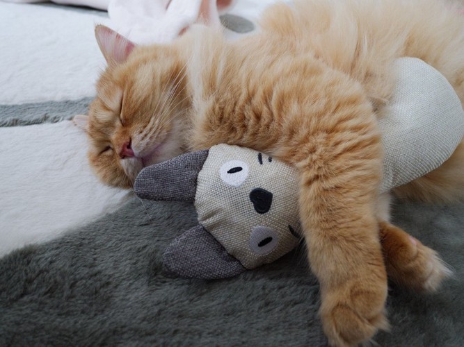 ぬいぐるみを抱きながら眠る猫