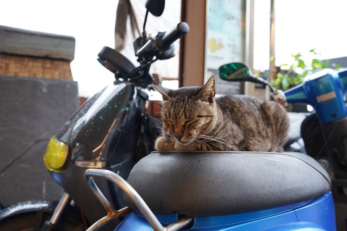 バイクの上で寝る猫
