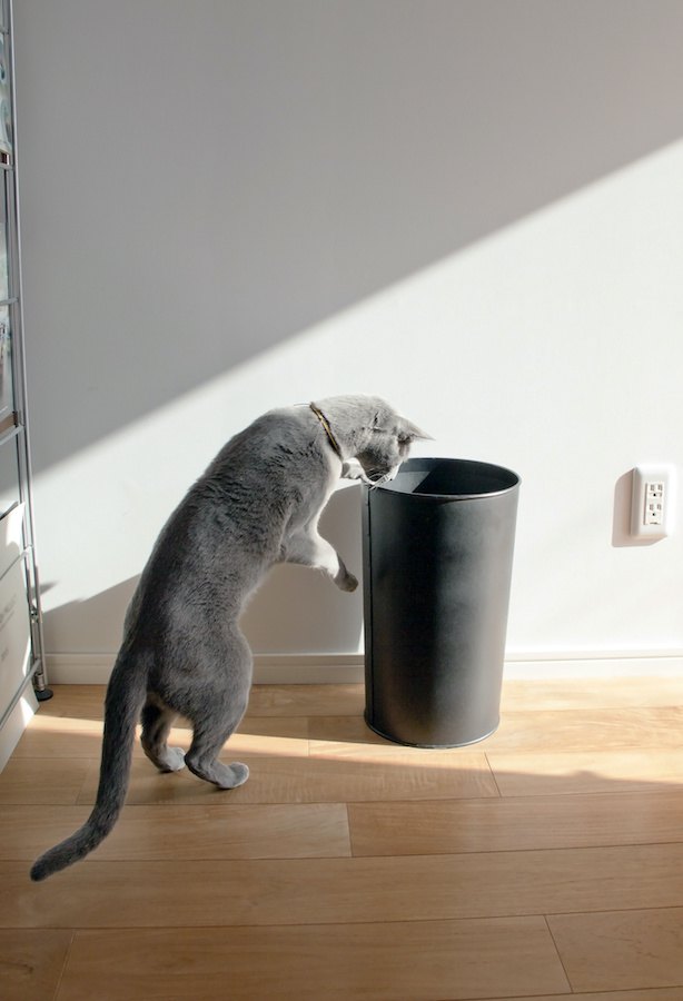 立ち上がってゴミ箱の中を見ようとする猫