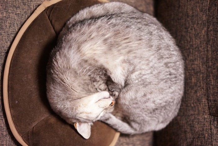 アンモニャイトのポーズで寝る猫
