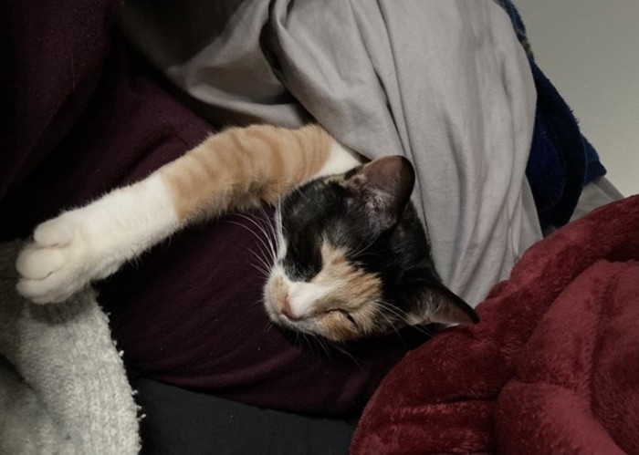 主人の毛布で寝る子猫