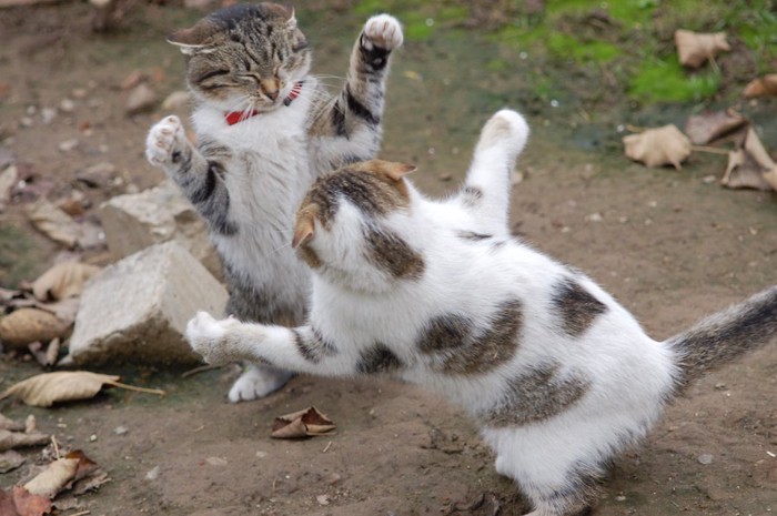 両手を広げて喧嘩をしている二匹の猫