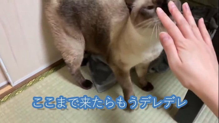 飼い主の手に顔を向ける猫