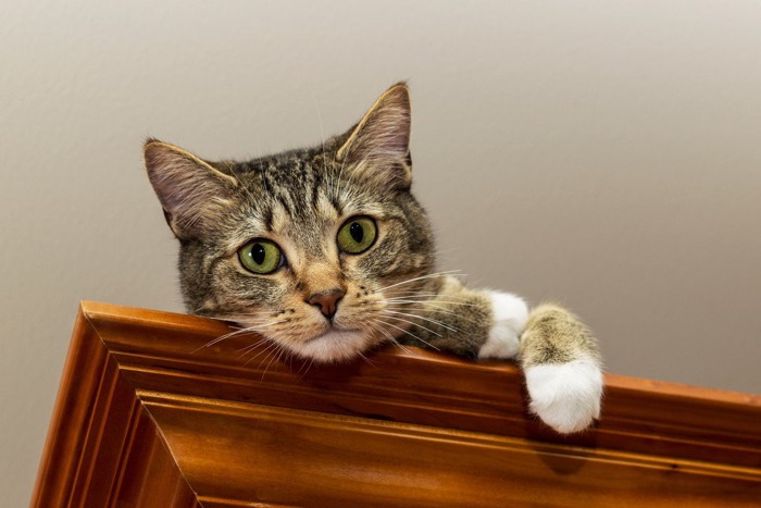 棚の上から見下ろす猫