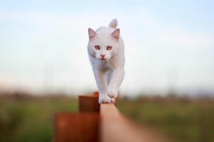 塀を歩く白猫