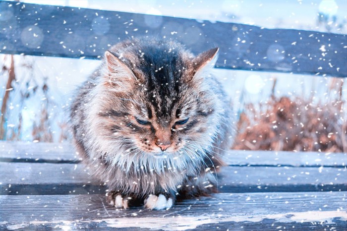 雪の中で寒そうな猫