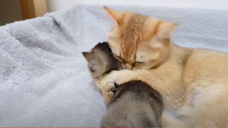 子猫を抱いている母猫