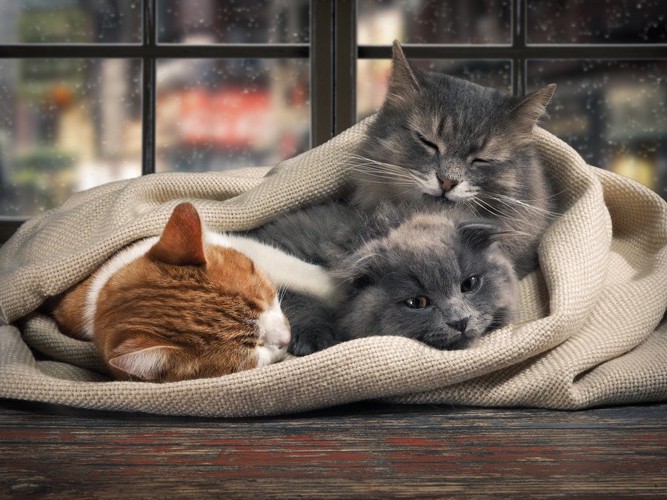 窓際の布団にくるまる猫3匹