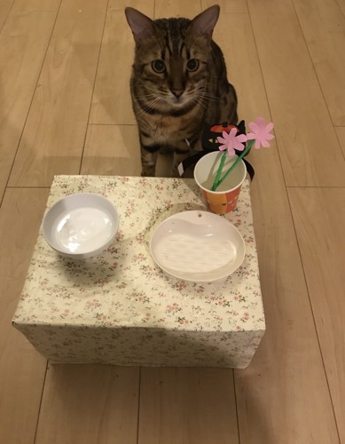 食器台と猫