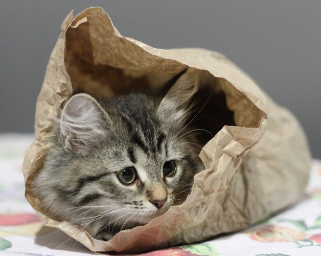 紙袋に入った子猫