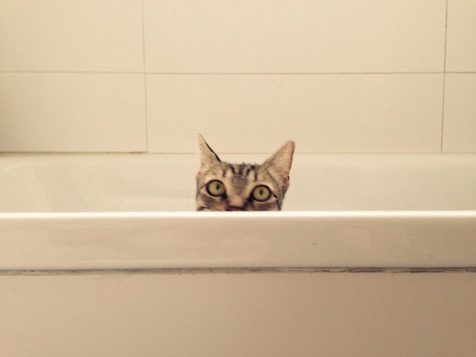 風呂桶から覗く猫