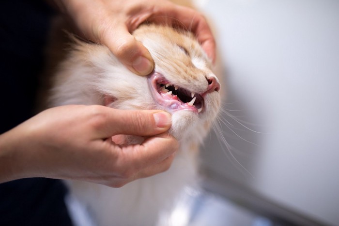；歯を検査中の猫