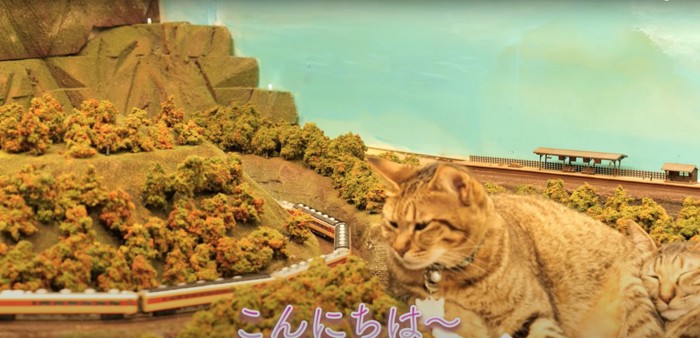 電車を眺める猫
