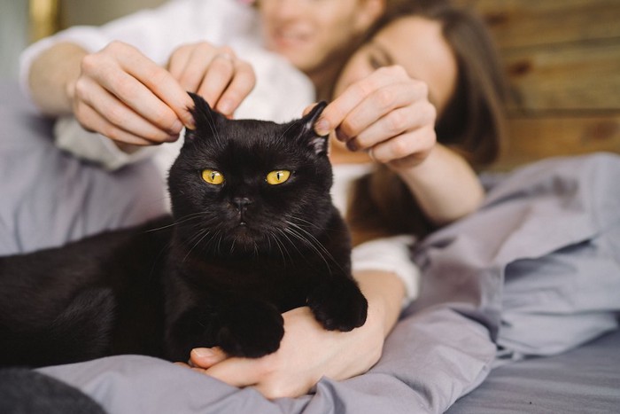 ベッドの上でカップルに耳を引っ張られる猫