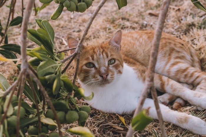 オリーブの木の下でこちらを見る猫