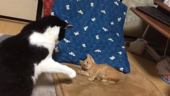 子猫に猫パンチをする成猫