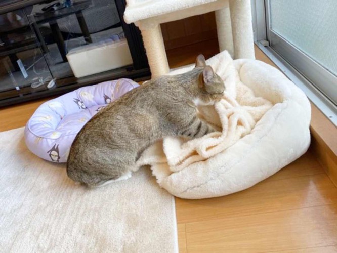 猫用ベッドをふみふみする猫