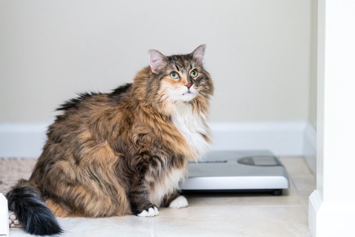 体重計の前で見上げる肥った猫