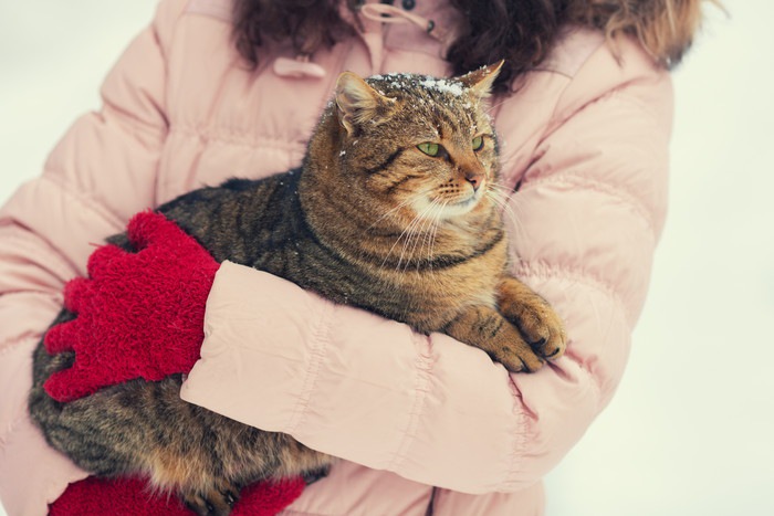 手袋をはめた女性に抱かれる猫