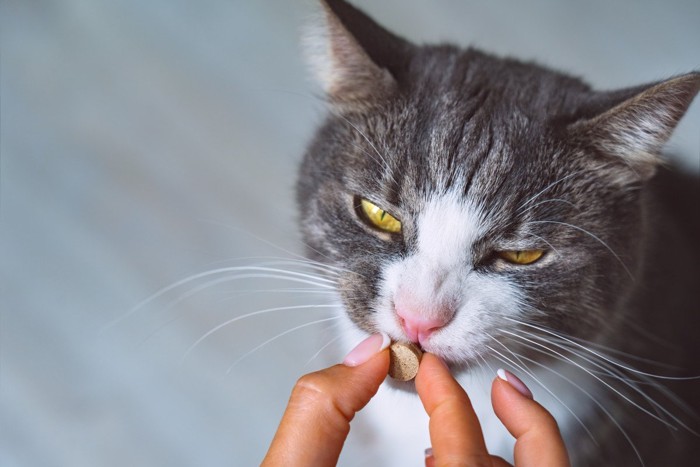 猫の口に錠剤を近づける人の手
