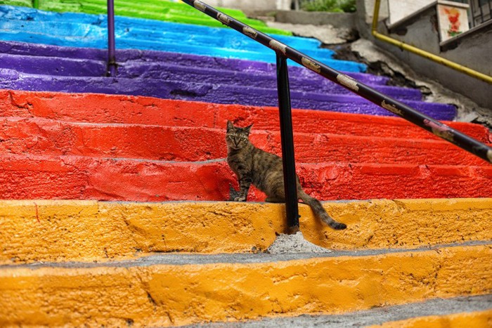 虹の階段に居る猫
