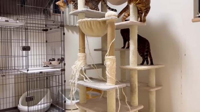 キャットタワーに乗る3匹の猫
