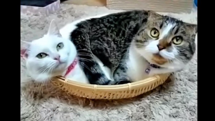 ざるに入る2匹の猫