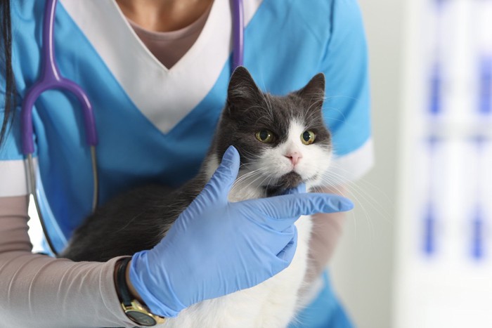 獣医に体を触れる白黒の猫