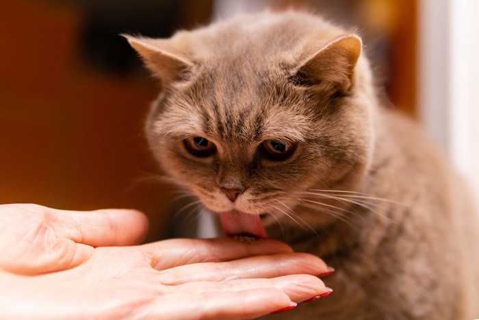 飼い主の手を舐めている猫
