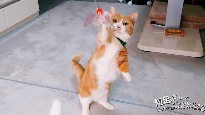 立ち上がっておもちゃに前足を伸ばす猫