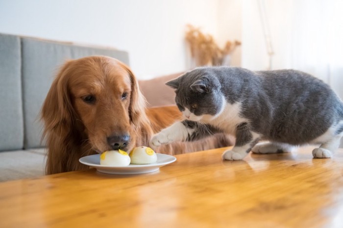 食べ物を前にする犬と猫