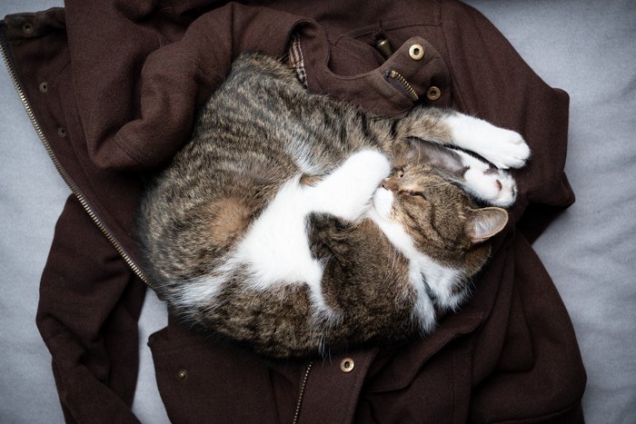 ジャケットの上で丸まって眠る猫