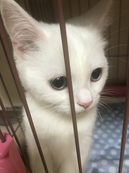 悲しそうな顔をする白猫の子猫